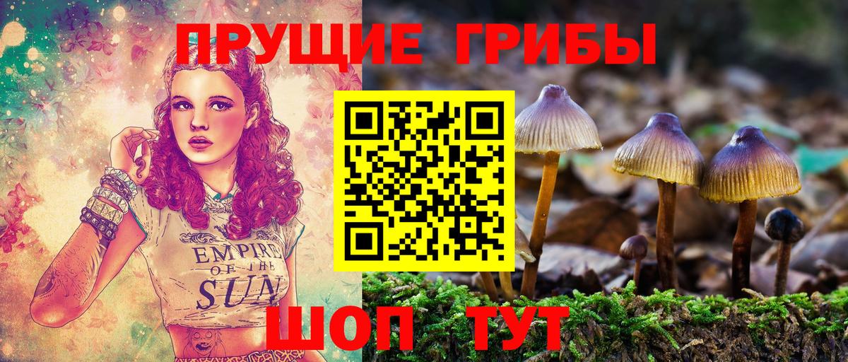 Михайловск  Псилоцибиновые грибы Psilocybe  Вход с VPN 